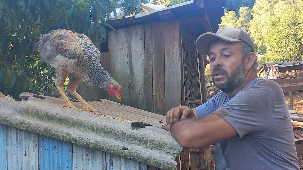 A GENÉTICA DAS GALINHAS JÁ ESTÁ DANDO RESULTADO 