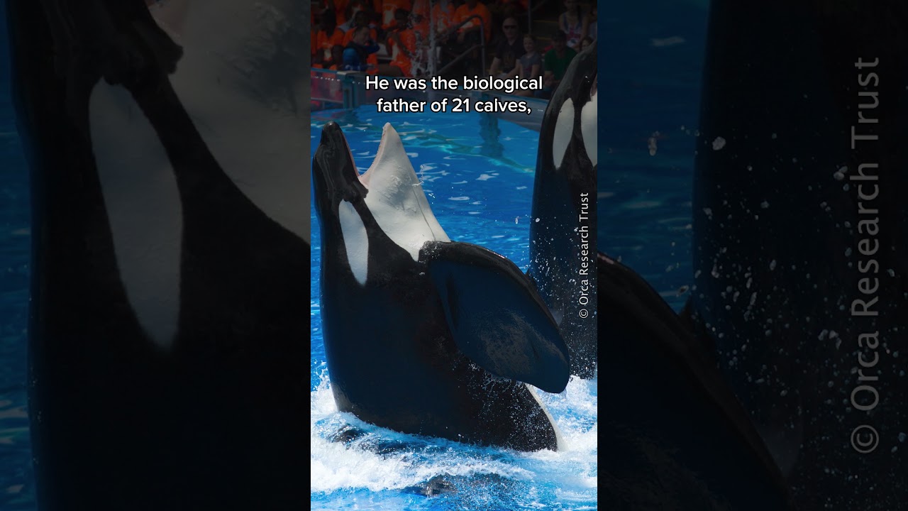 Seaworld's Tilikum: The Orca's Story of Captivity