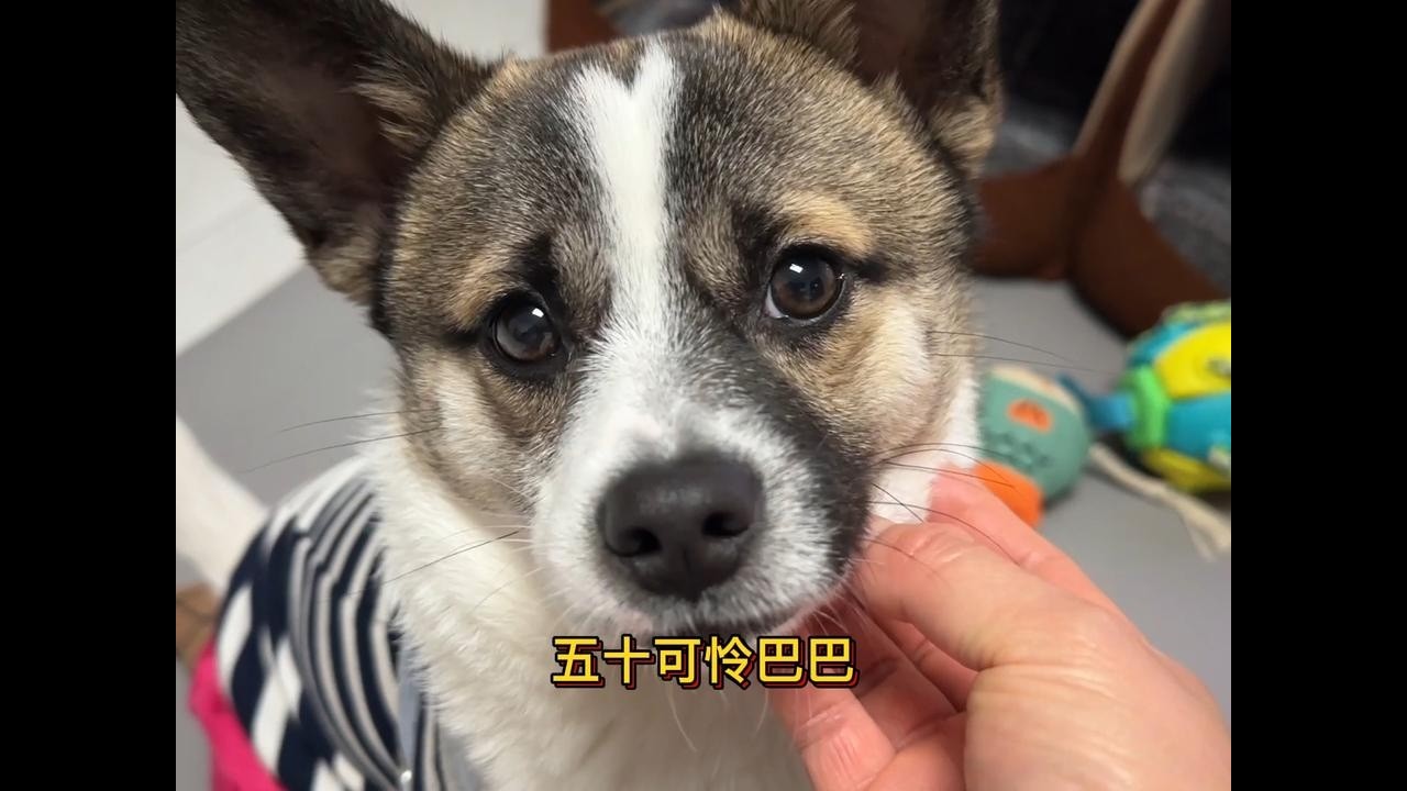 收养的第三只流浪狗正值年少，贪玩的年纪找不到人玩，可怜巴巴
