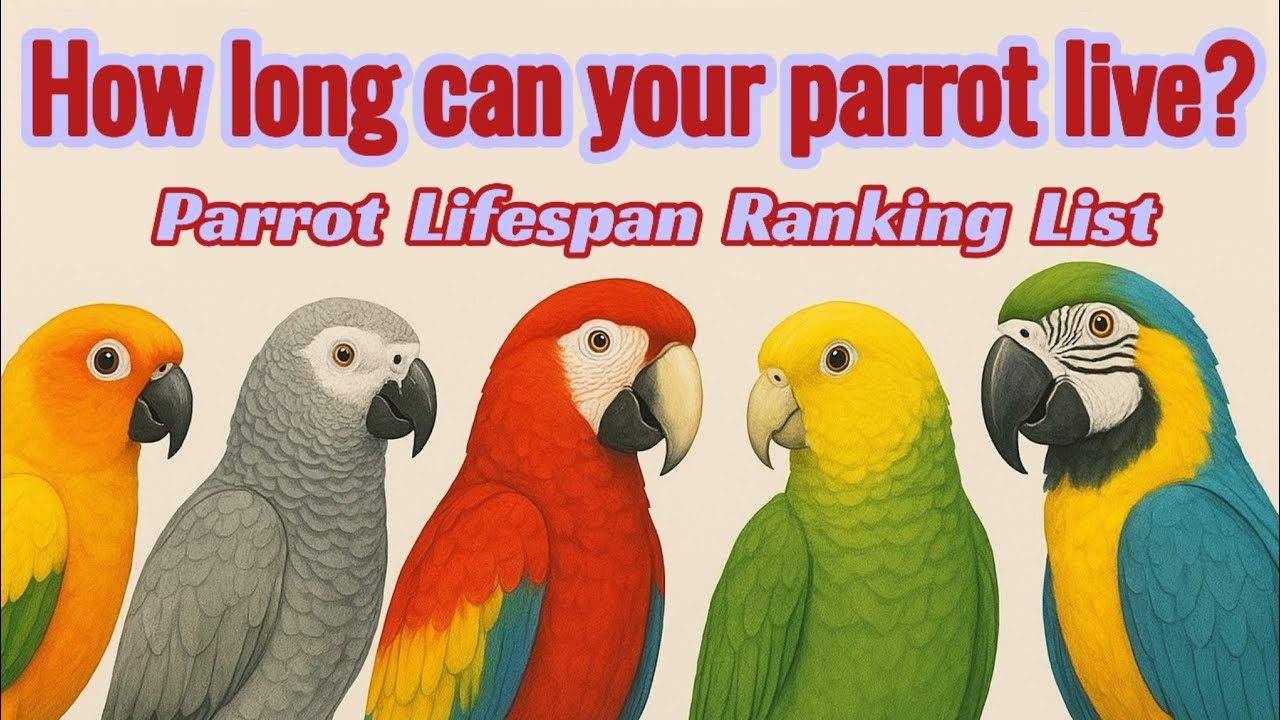 The parrot lifespan ranking reveals how long your parrot can live.#parrots