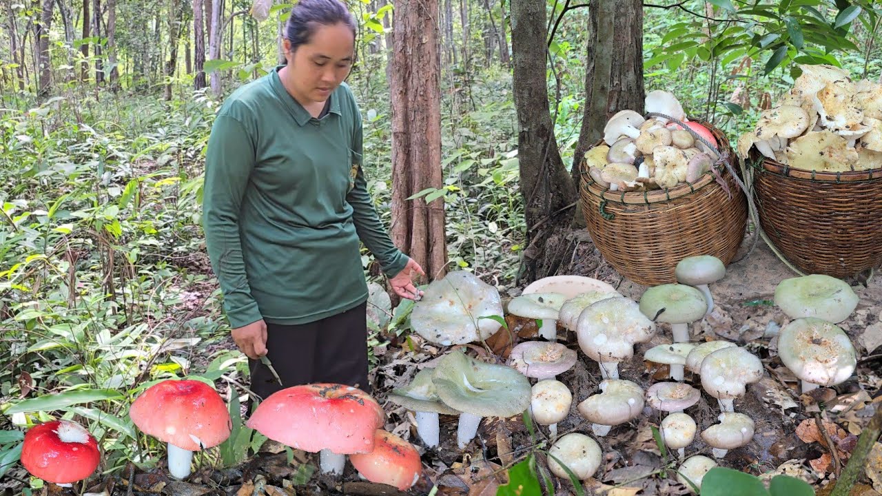 เข้าป่าหาเห็ดสายๆ!!หอบเห็ดพูน 2 ตะกร้าออกจากหมาย!! เห็ดก่อแดงใหญ่ เห็ดหน้าแล้ วันนี้!!14 ส.ค 2567