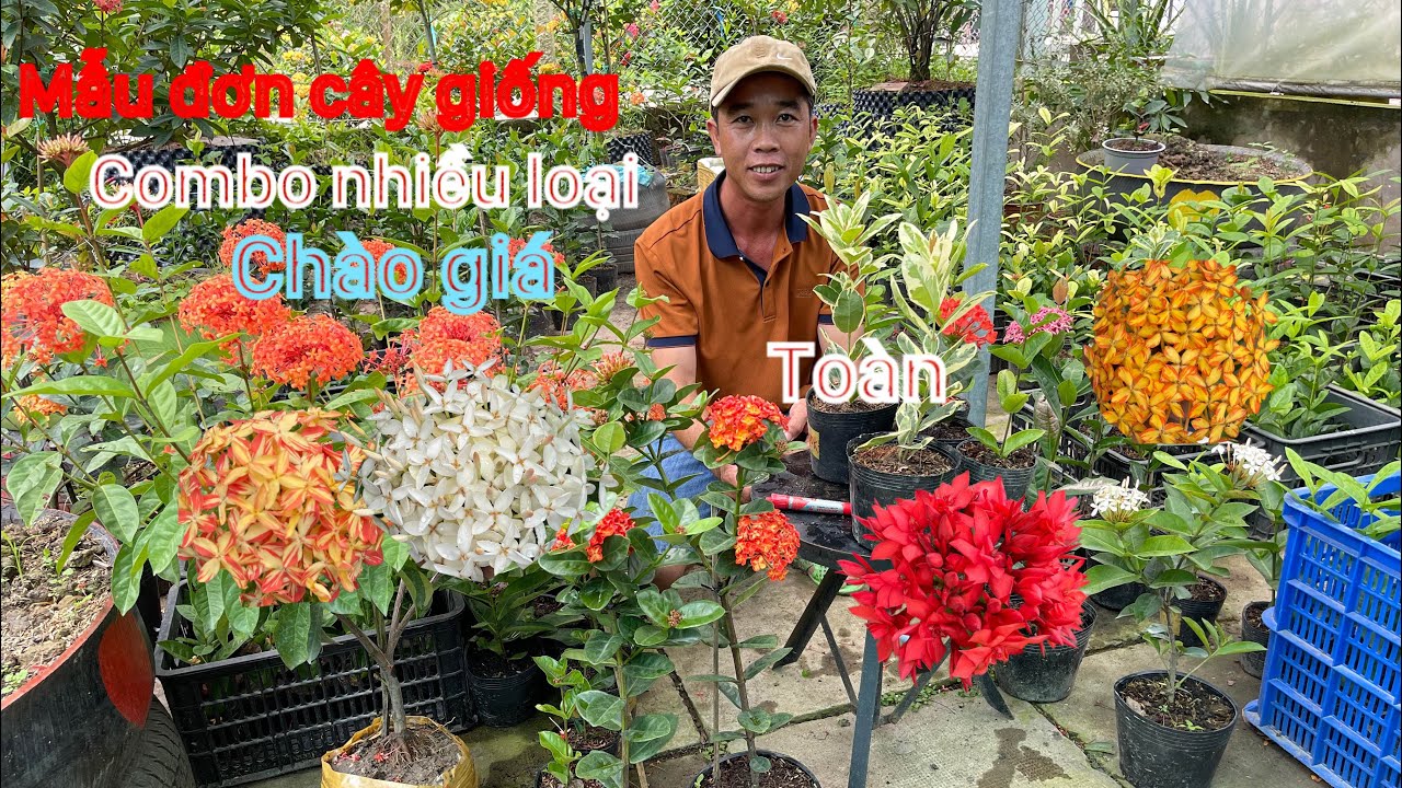 Mẫu đơn combo cây giống Mỹ vàng sọc,phụng hoàng cam chào giá…/📲 0966705151.Toàn-Nguyễn