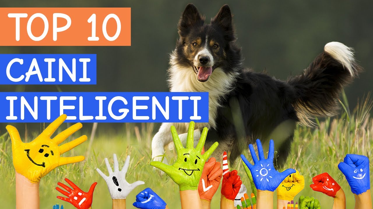 Cei mai inteligenti caini