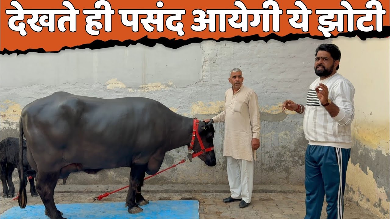 रामबीर पंघाल के घर 4x4 अडर वाली 15 लीटर दूध तैयार दूसरे ब्यांत की टॉप क्वालटी झोटी बिकाऊ