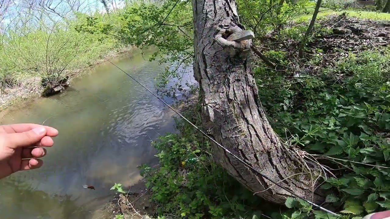 Кленчета на повърхностна примамка