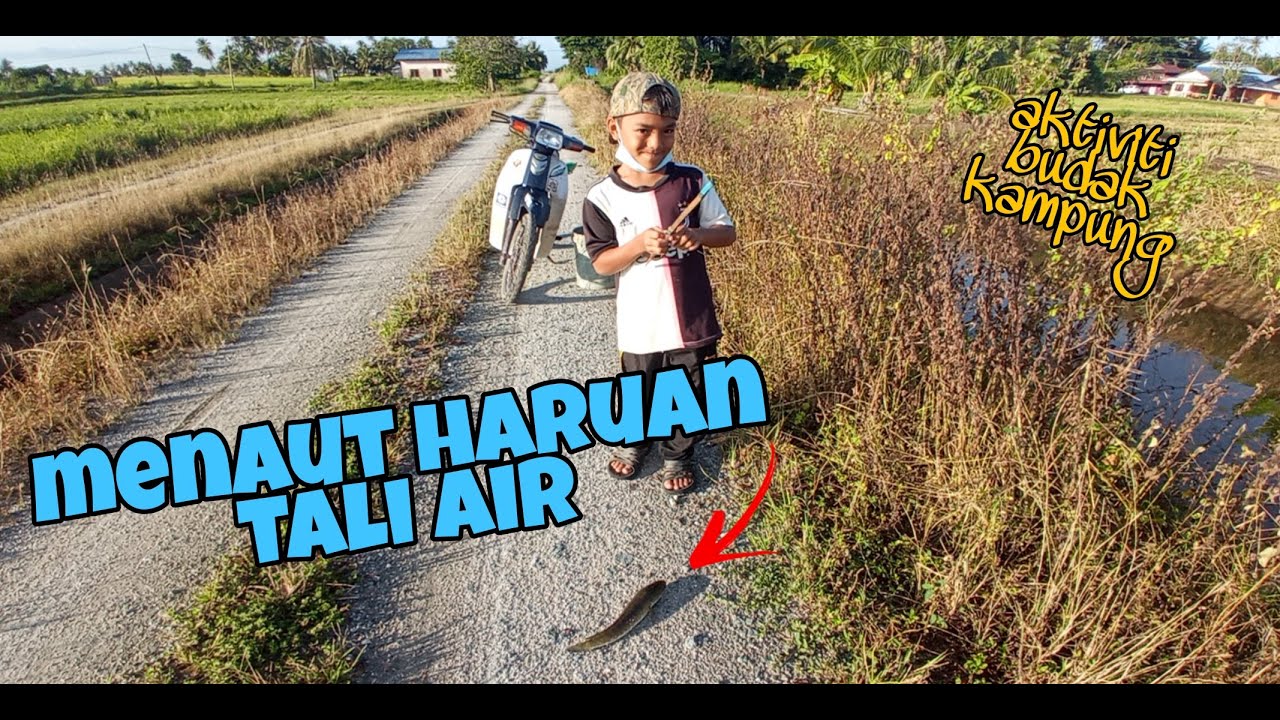 #EP274 Menaut Haruan guna Taut Tumang