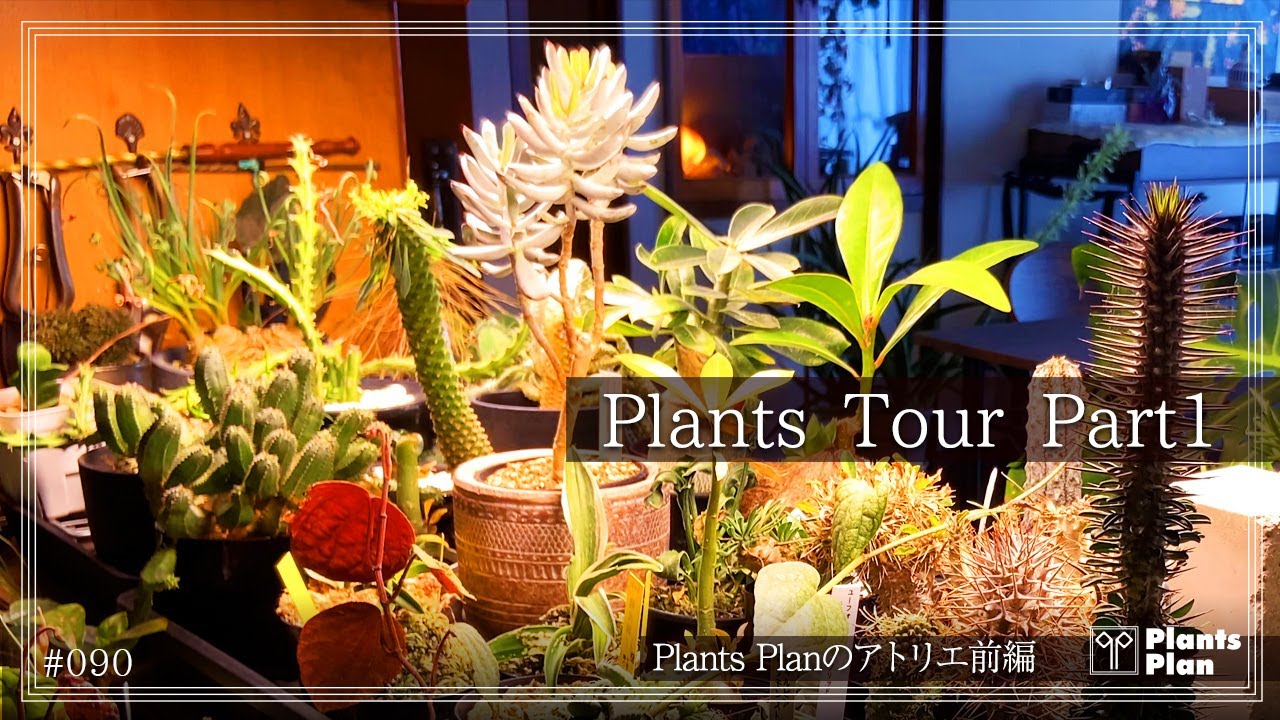 【Plants Tour】アトリエの植物たちを一年ぶりに紹介｜植物に囲まれた空間