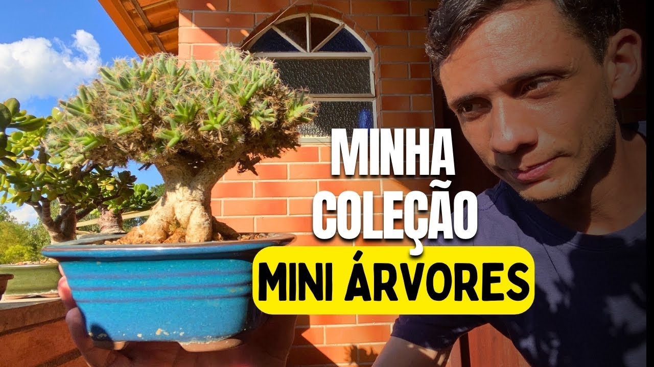 Como estão minhas mini árvores de suculentas depois de 4 meses! - Bonsai / Mini Árvore