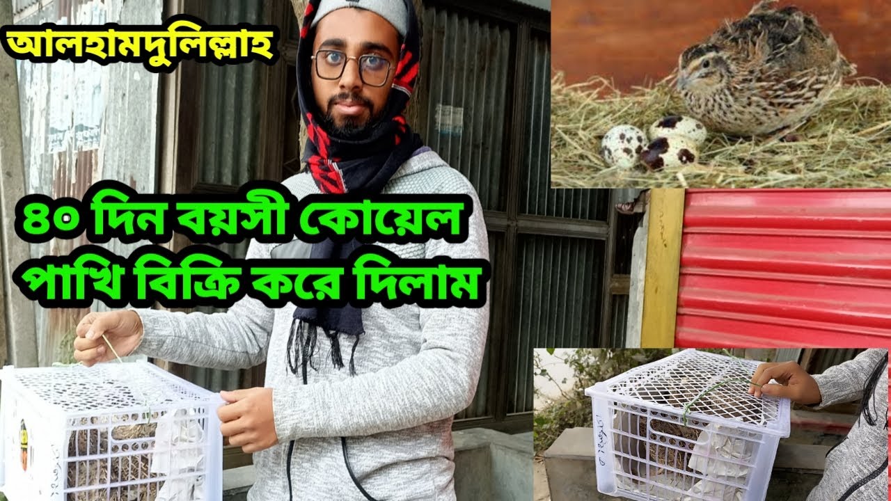 আলহামদুলিল্লাহ। ৪০ দিন বয়সে কোয়েল পাখি বিক্রি করে দিলাম।