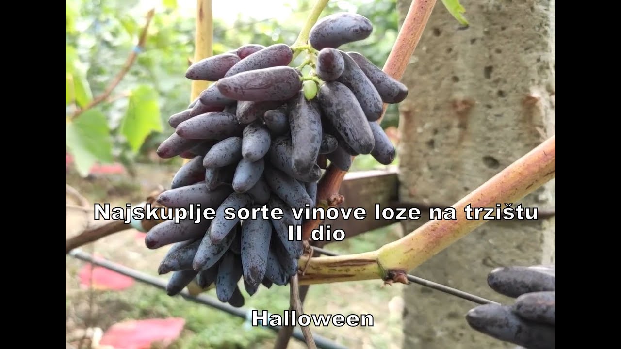 Najskuplje sorte vinove loze na trzistu - II dio