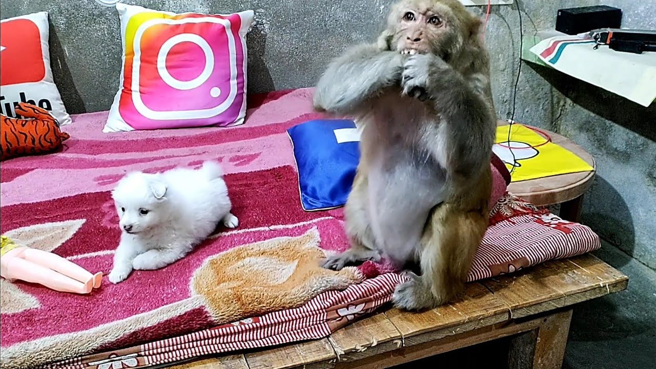 रानी का ग़ुस्सा हनी के लिए।।Rani Honey ke Funny Video ।।Rani🤣🤣 ।। Akash Raebareli