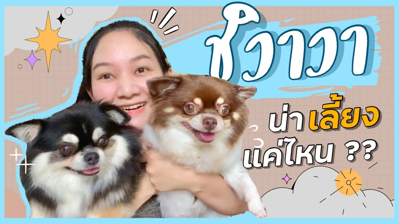 ชิวาวา น่าเลี้ยงแค่ไหน & เรื่องที่ต้องระวังในชิวาวามีอะไรบ้าง ?? (EP.24)