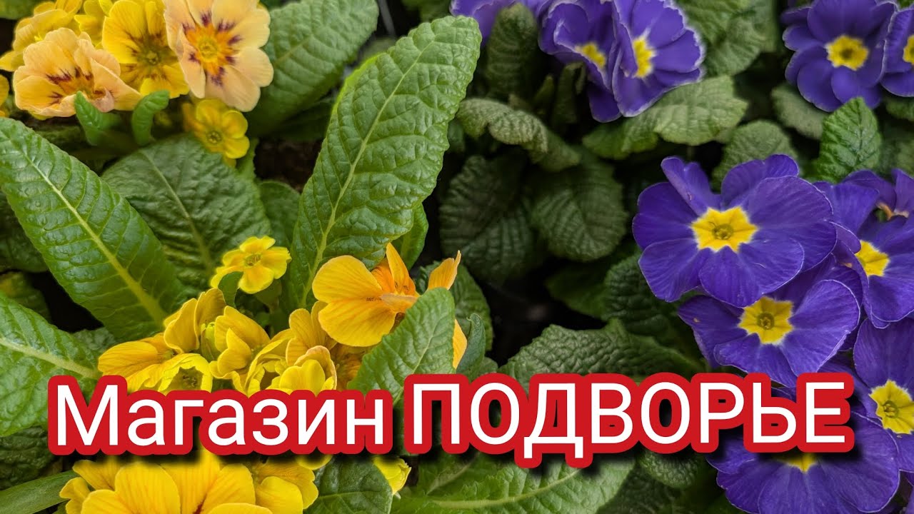 14  марта 2026 г. Садовый центр Подворье ПЕРЕЗАЛИВ