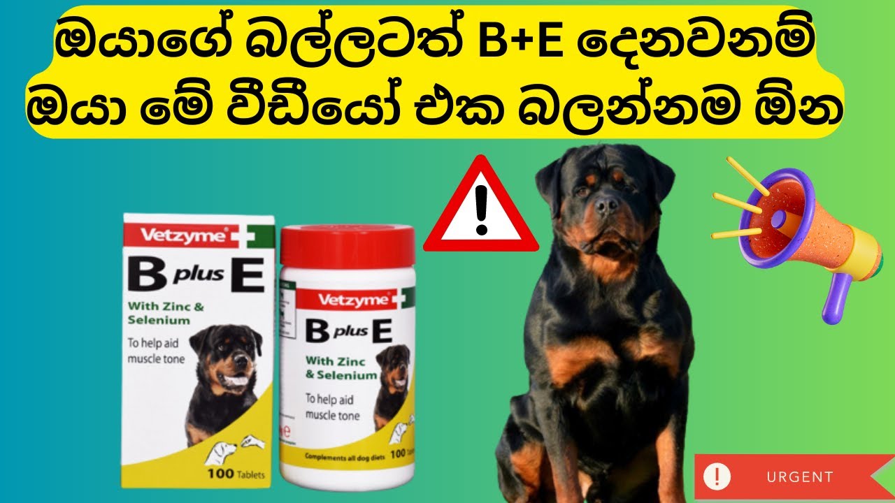 B plus E Dog Vitamin හරිම රිසාල්ට් ගන්න දෙනවනම් මේ විදිහට  හරියට දෙන්න | 2023 | B plus E in Sinhala