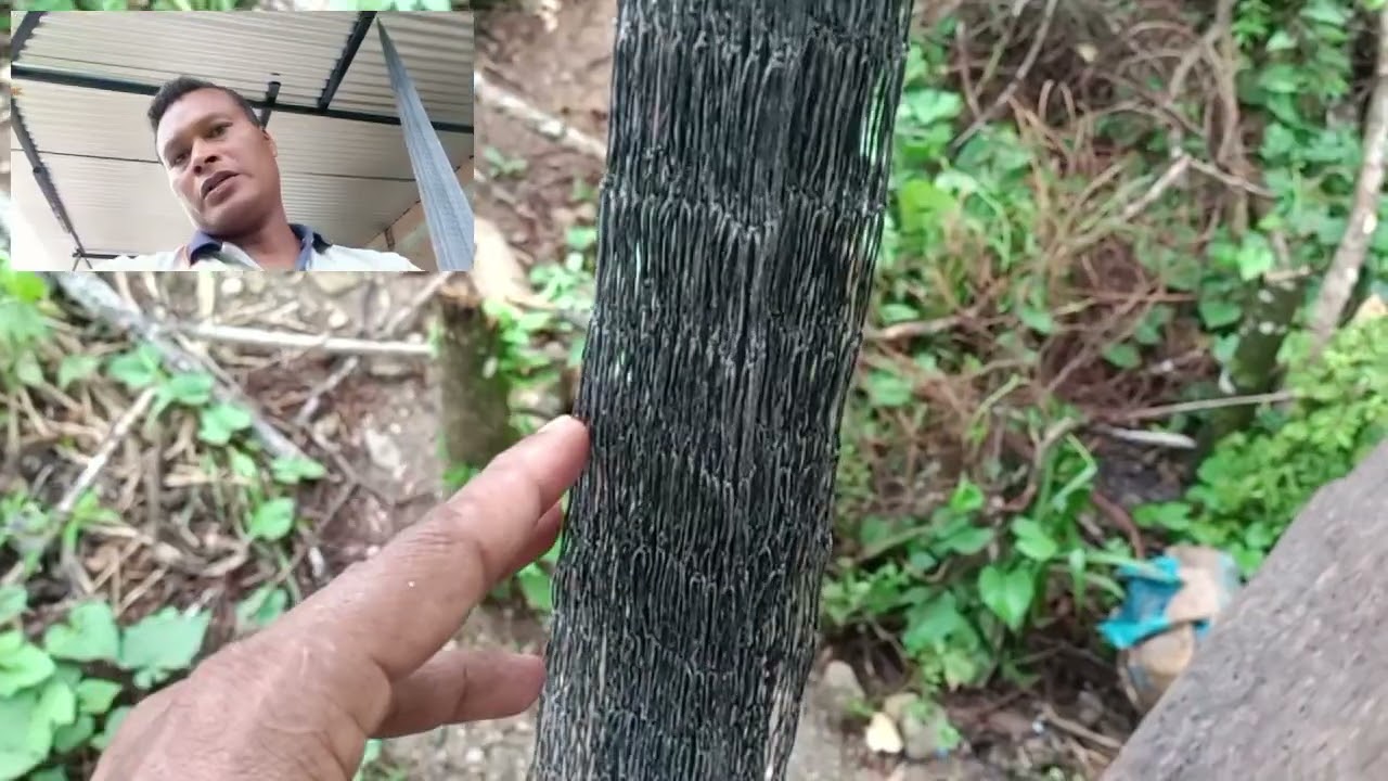 otras curiosidades de una atarraya carnadera