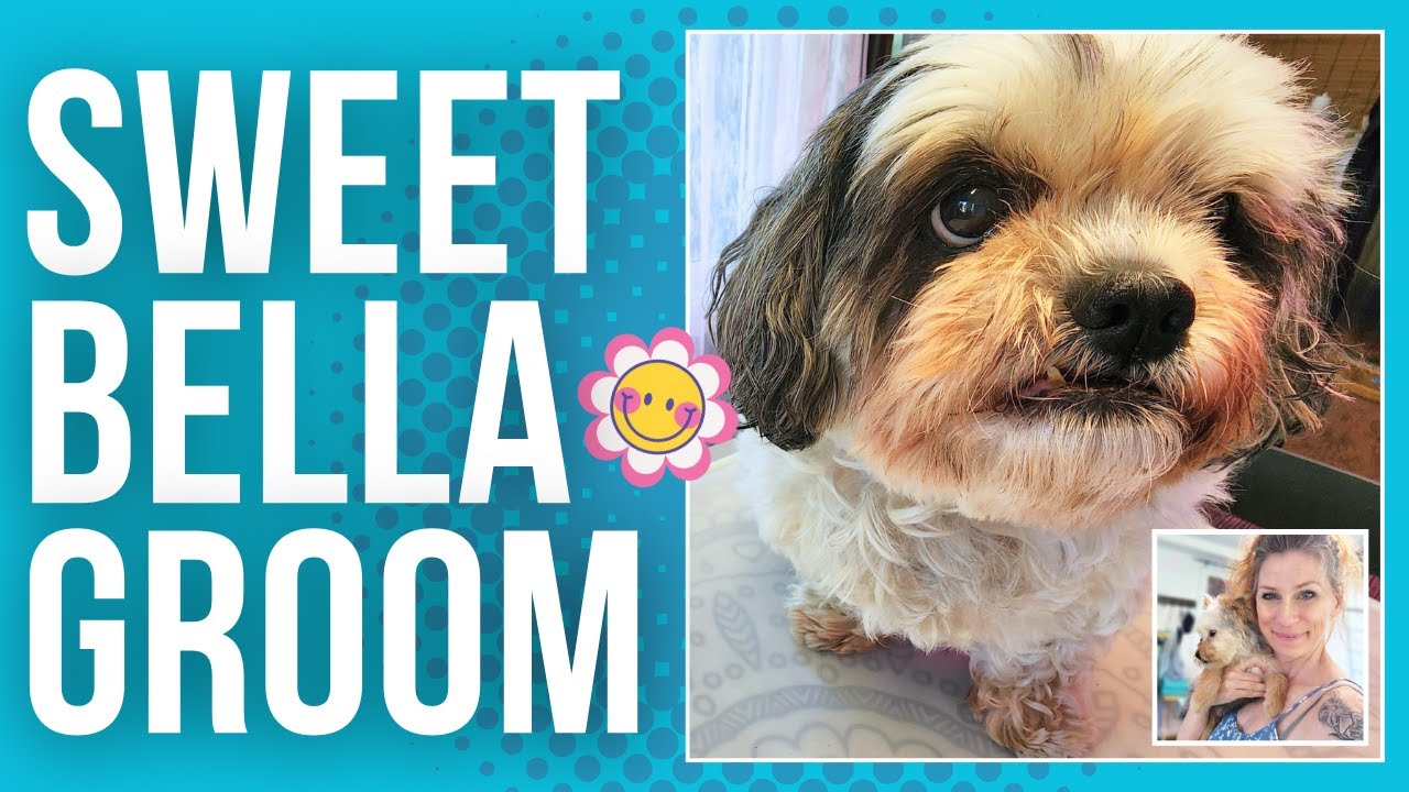 Shih Tzu Grooming (Bella's Spa Day)