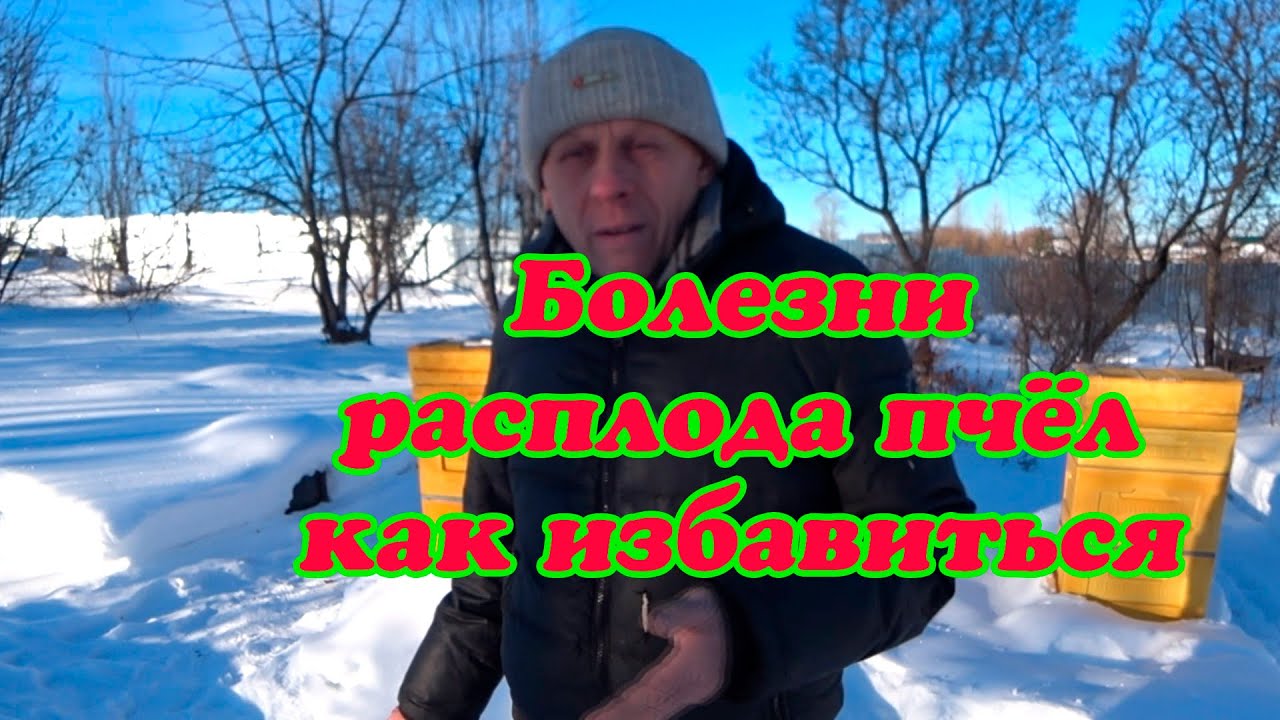 БОЛЕЗНИ ПЧЁЛ, КАК ИЗБАВИТЬСЯ ОТ АСКОФЕРОЗА, ПРОСТЕЙШИЙ СПОСОБ ЛЕЧЕНИЕ ПЧЁЛ НА ПАСЕКЕ.