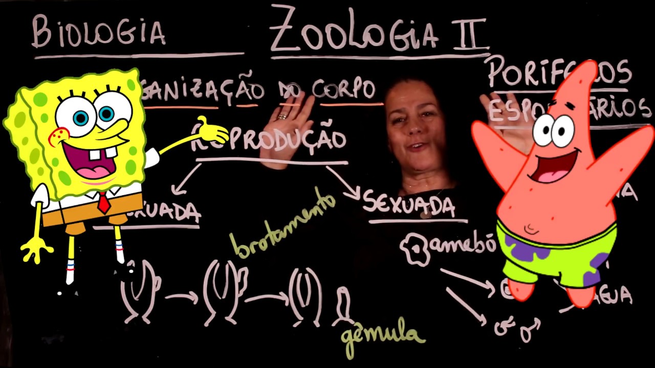 Aula 49 REINO ANIMAL Poríferos Espongiários - Aulas ENEM