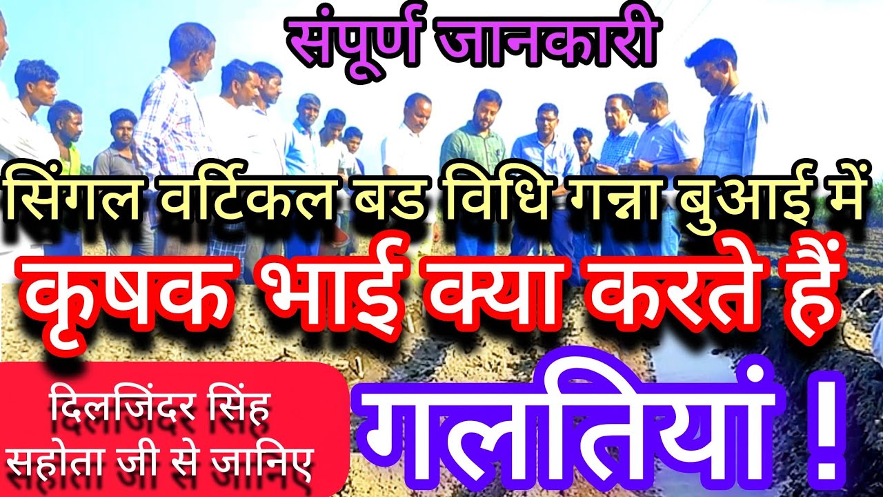 40 नही अब 4 कुंतल बीज गन्ना से एकड़ की बुआई! 400 से 600 कुंतल एकड़ में पैदावार#गन्नाखेती#farmer 
