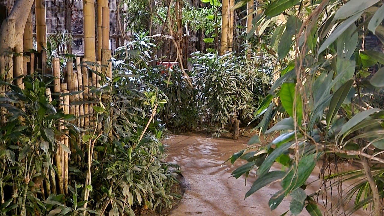 JUNGLE CABANA in Center Parcs Heijderbos