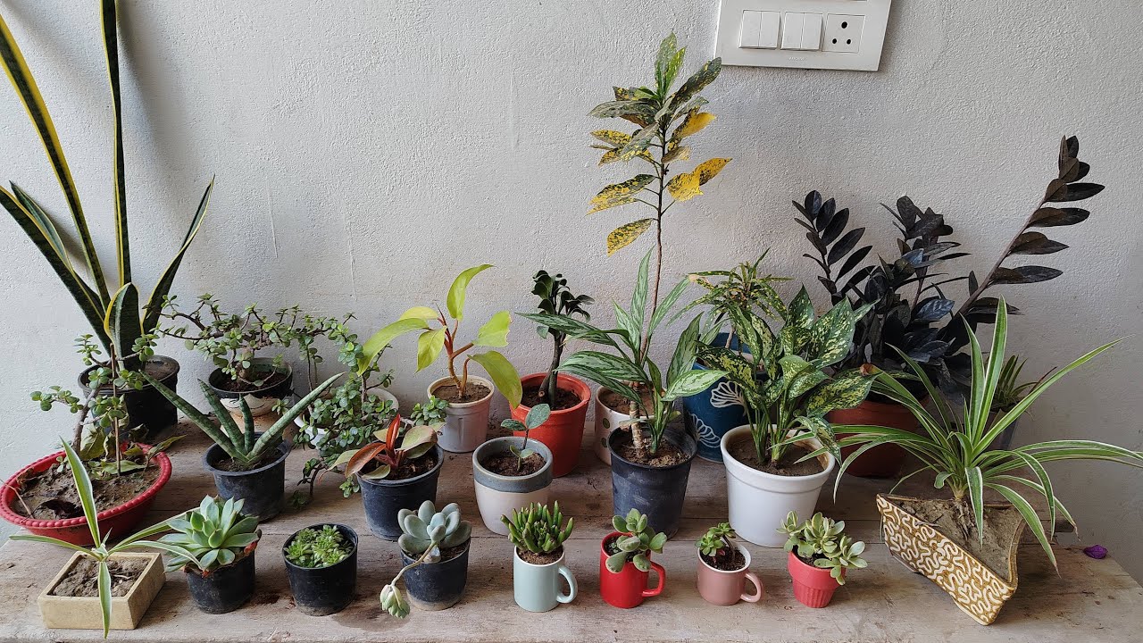 live #Livestream#kuldeepbonsai I am  terrace garden flowering plant and bonsai plant #liv