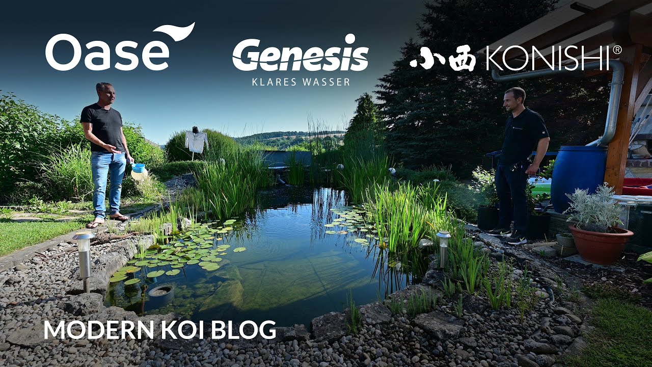 Modern Koi Blog #5499 - Rudis selbstgebauter und naturnaher Koiteich