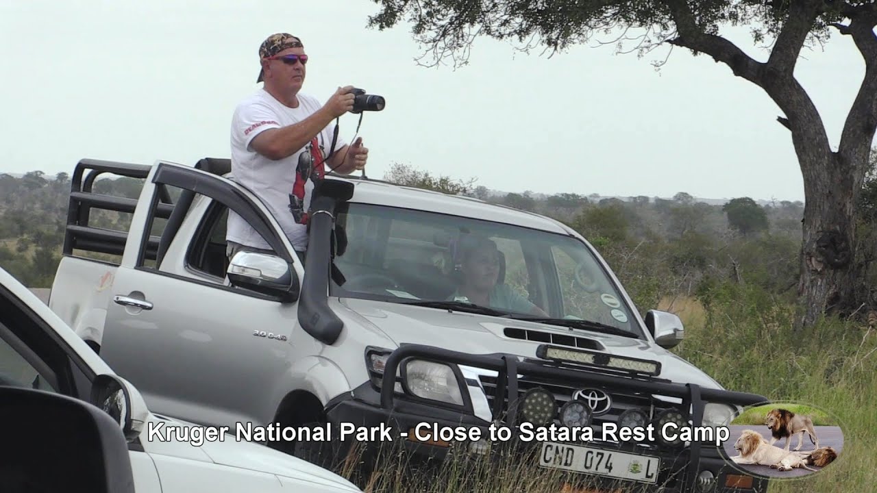 Kruger Park Idiot At Lion Sighting