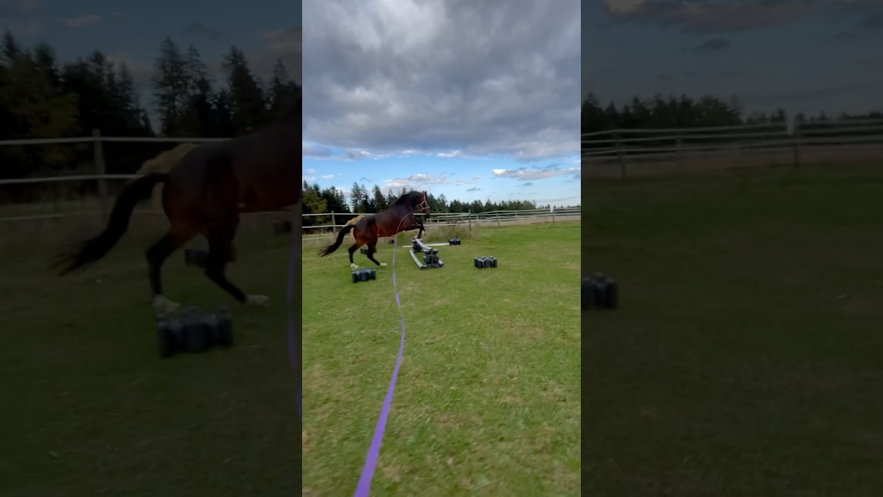 Stangenarbeit 🥰 #horse #dressurpferd #pferd #springpferd #pferdesport #kwpn #dressagehorse #fyp