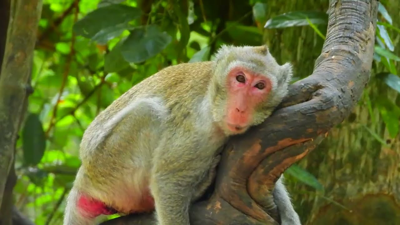 Jane Monkey Makes a New Friend in the Troop