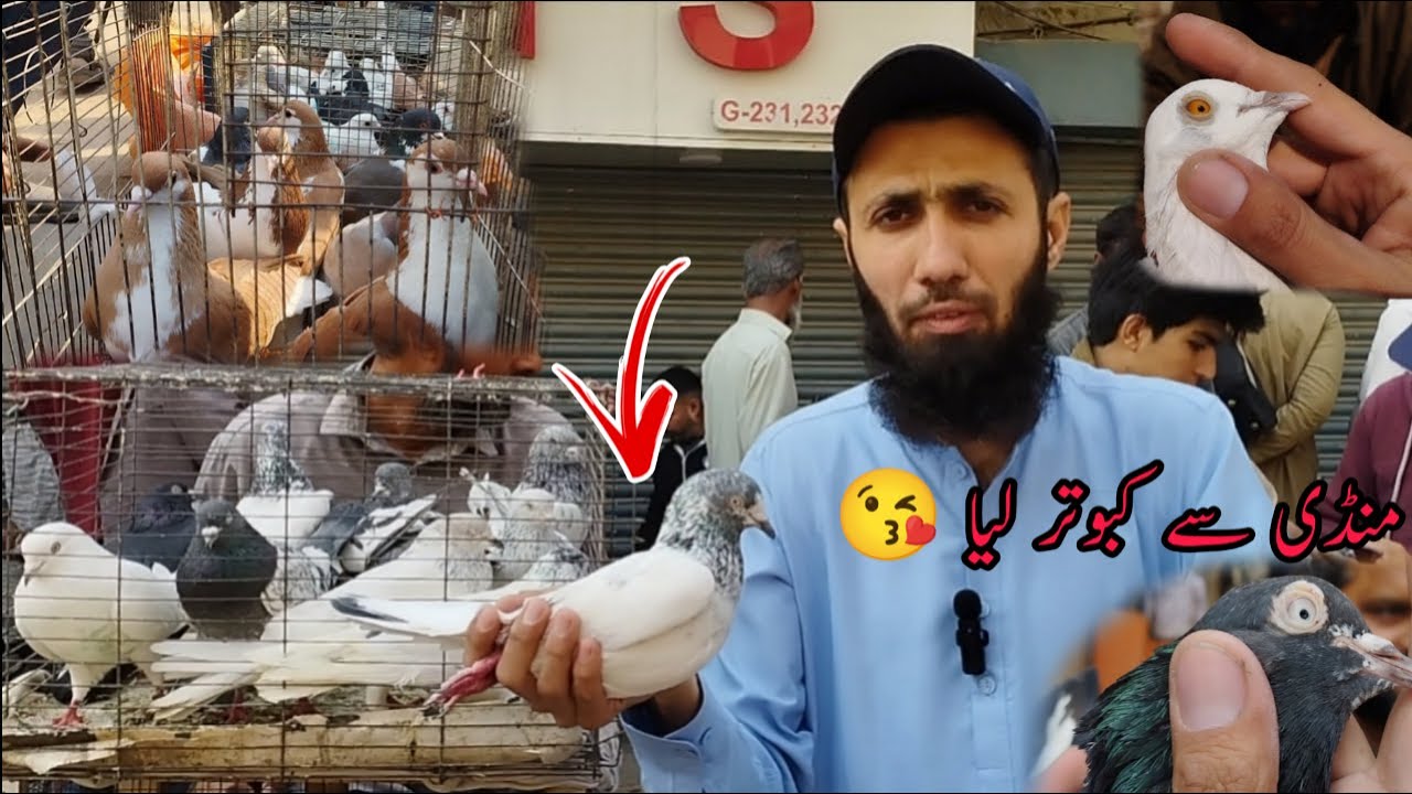 Karachi Kabootar Market Full Visit 😎 Kabli Gola Patti Wale Aur Fancy Kabooar Ki Varities 😍