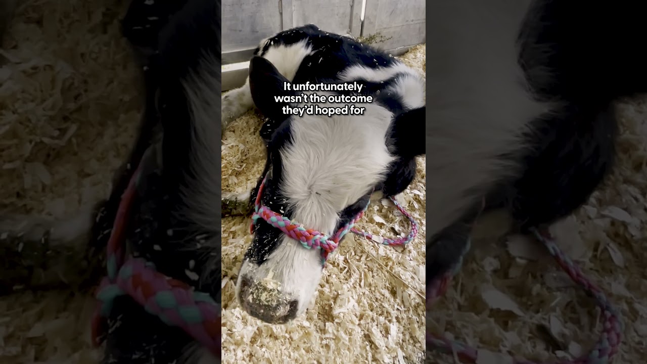 Pregnant Cow Escapes Dairy Farm To Have Her Baby | The Dodo
