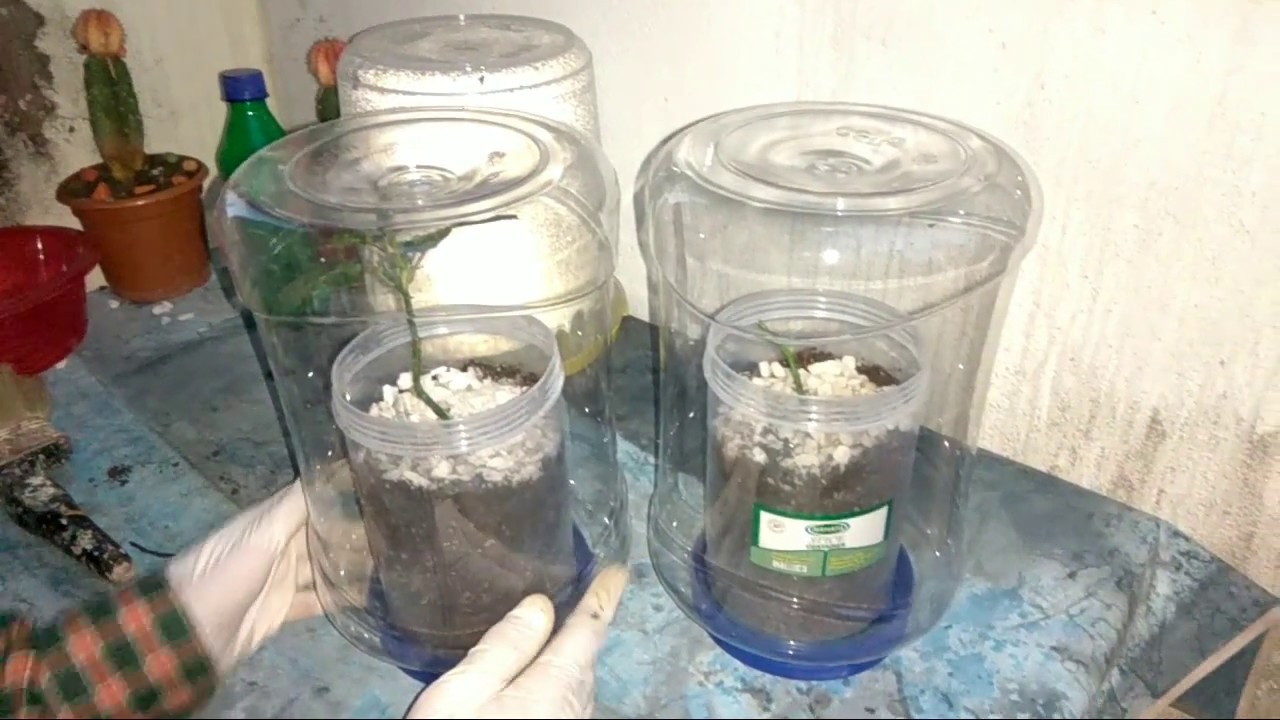 Howtogrow rose cuttings in potato in  green house100% result,by 