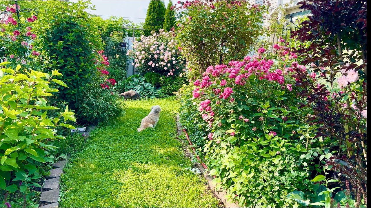 A 100 varieties of roses in bloom: June 2025 garden