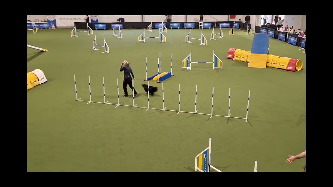 Csió at Hungarian Open 2024