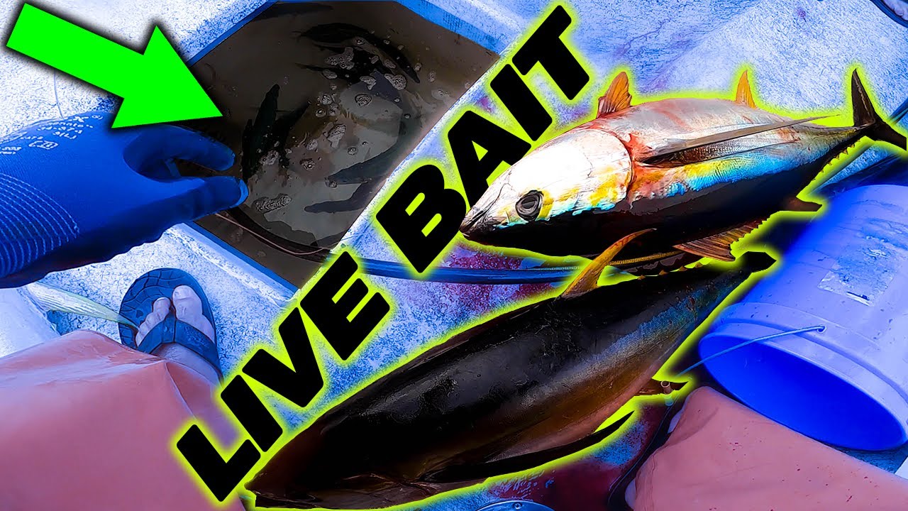 Live Bait Fishing a School of Yellowfin Tuna - Rescue at Sea - Fishing in Hawaii - Live Mackerel