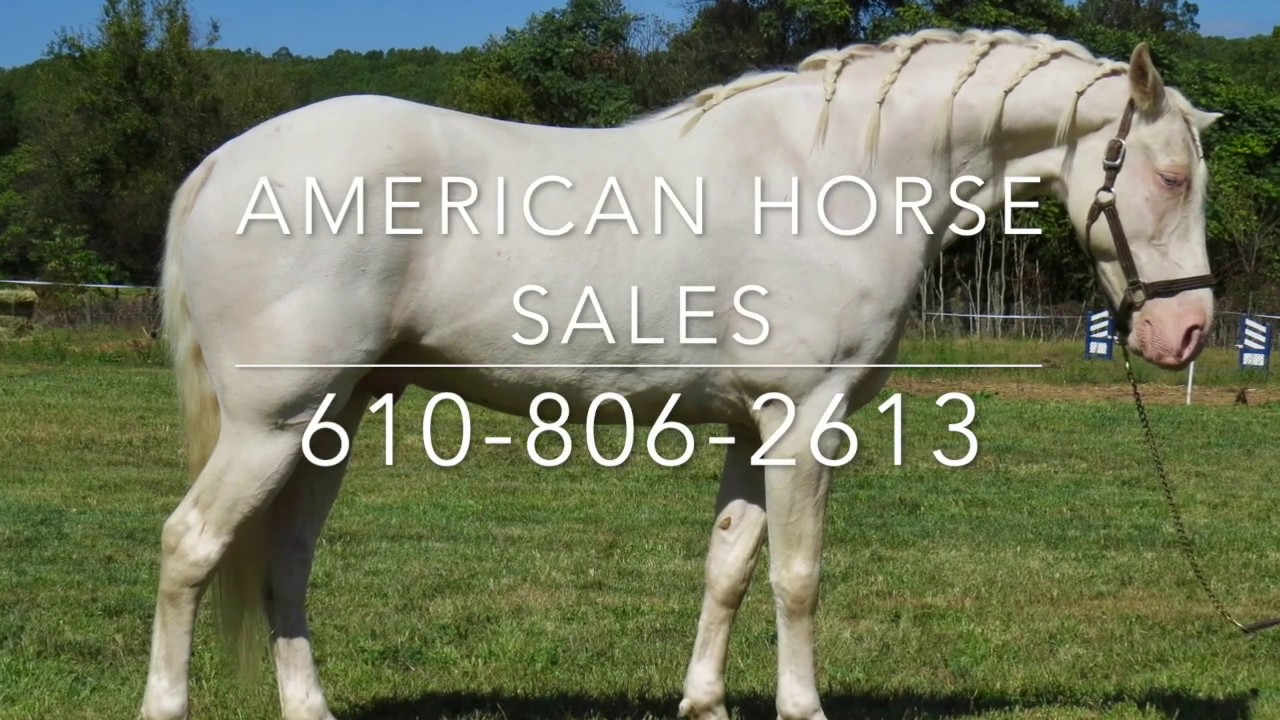 Roan - For Sale