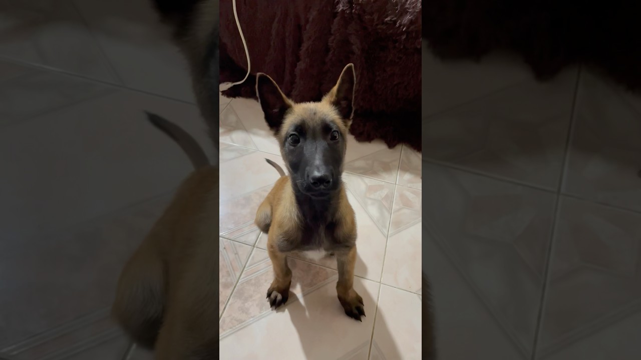 Queso en cara de mi perro 🧀 #trend #perros #perro #dogs #shorts