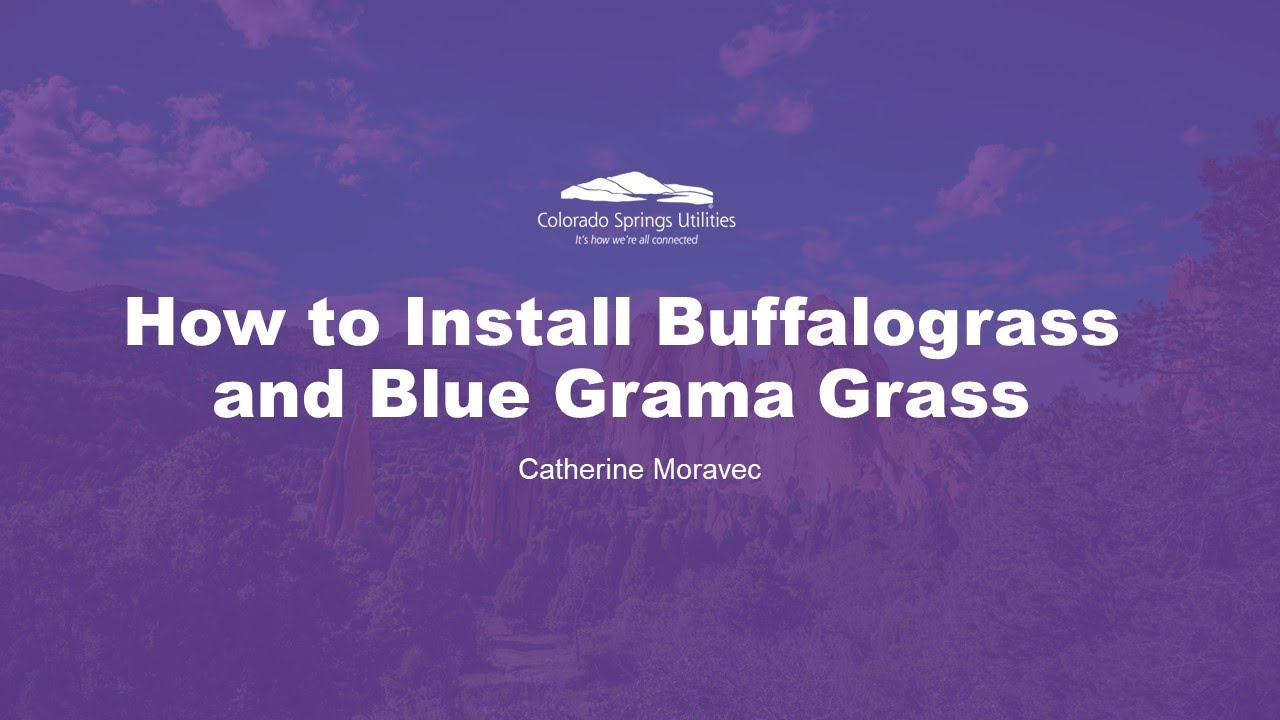 How to Install Buffalograss and Blue Grama Grass
