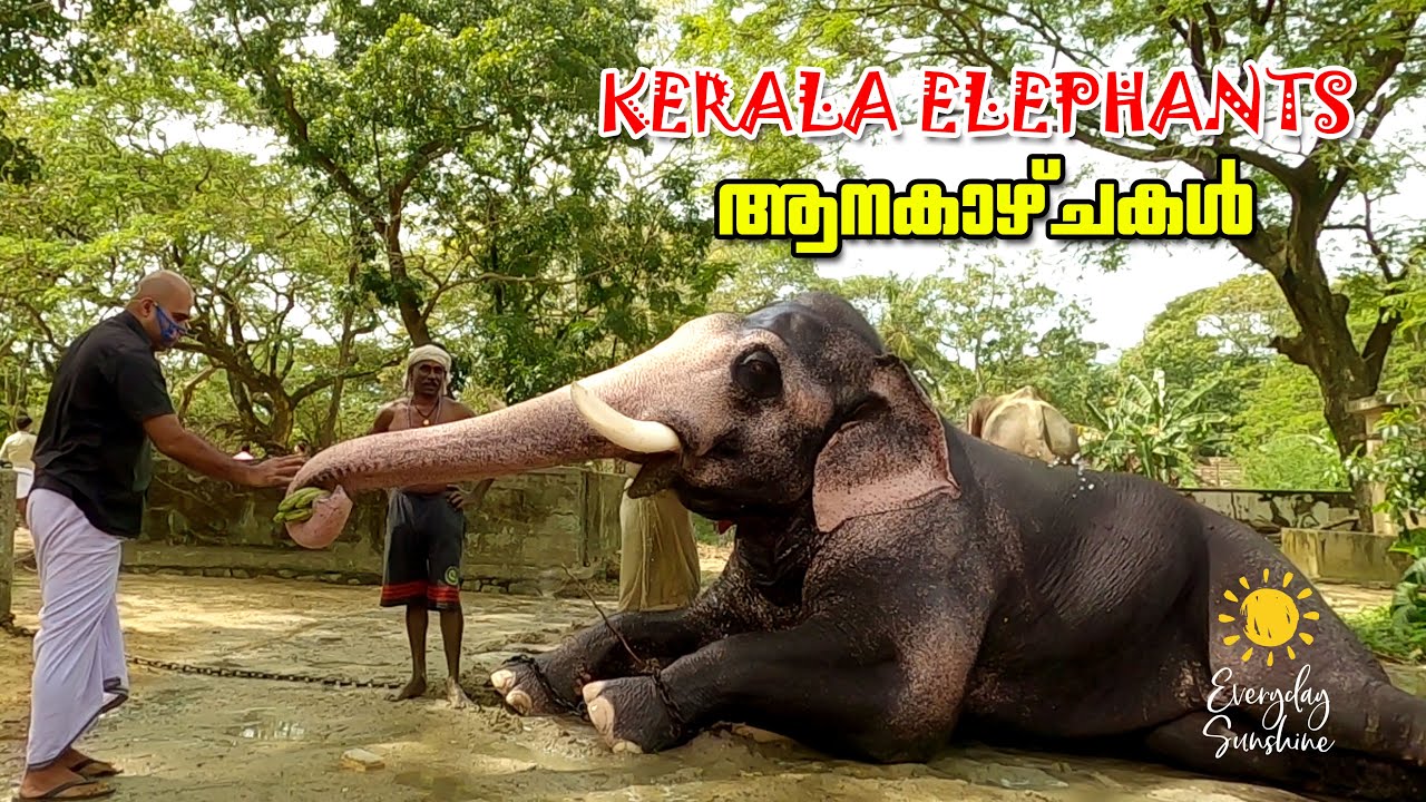 Elephant Video Malayalam Kerala | Indian Elephants Camp | ആന Aana | Hathi Kerala News