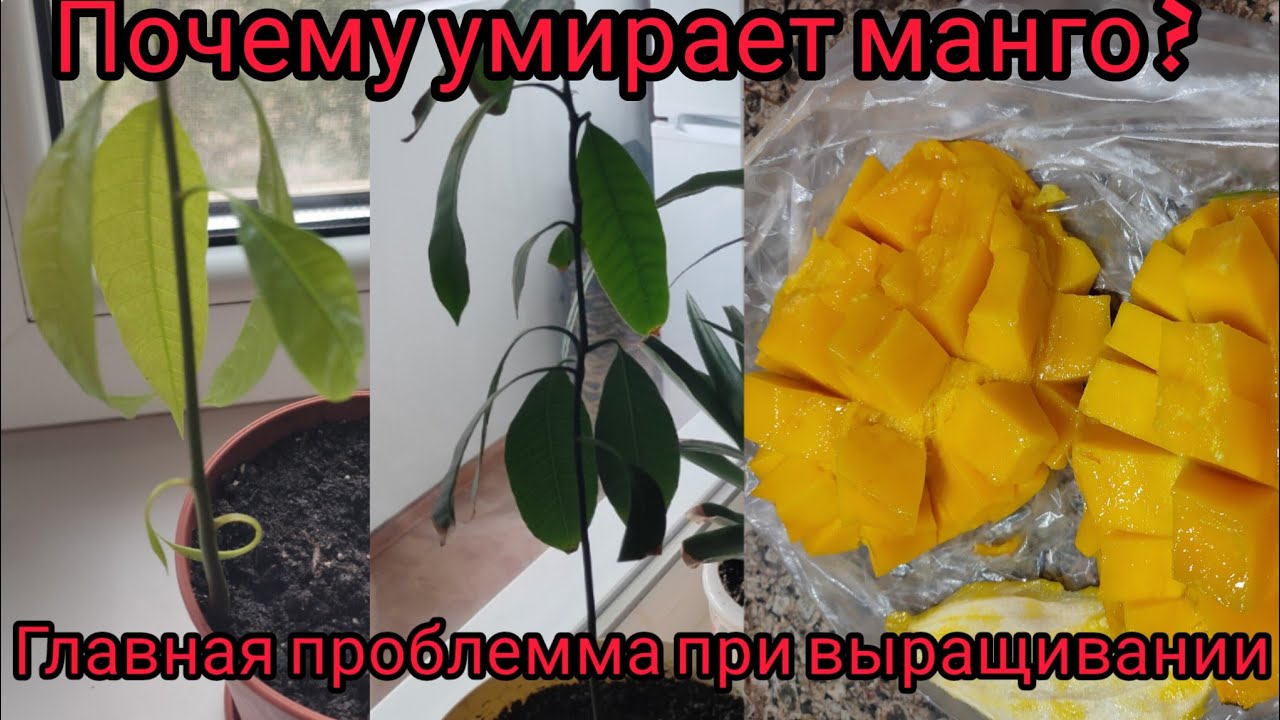 Почему погибают  саженцы манго ?