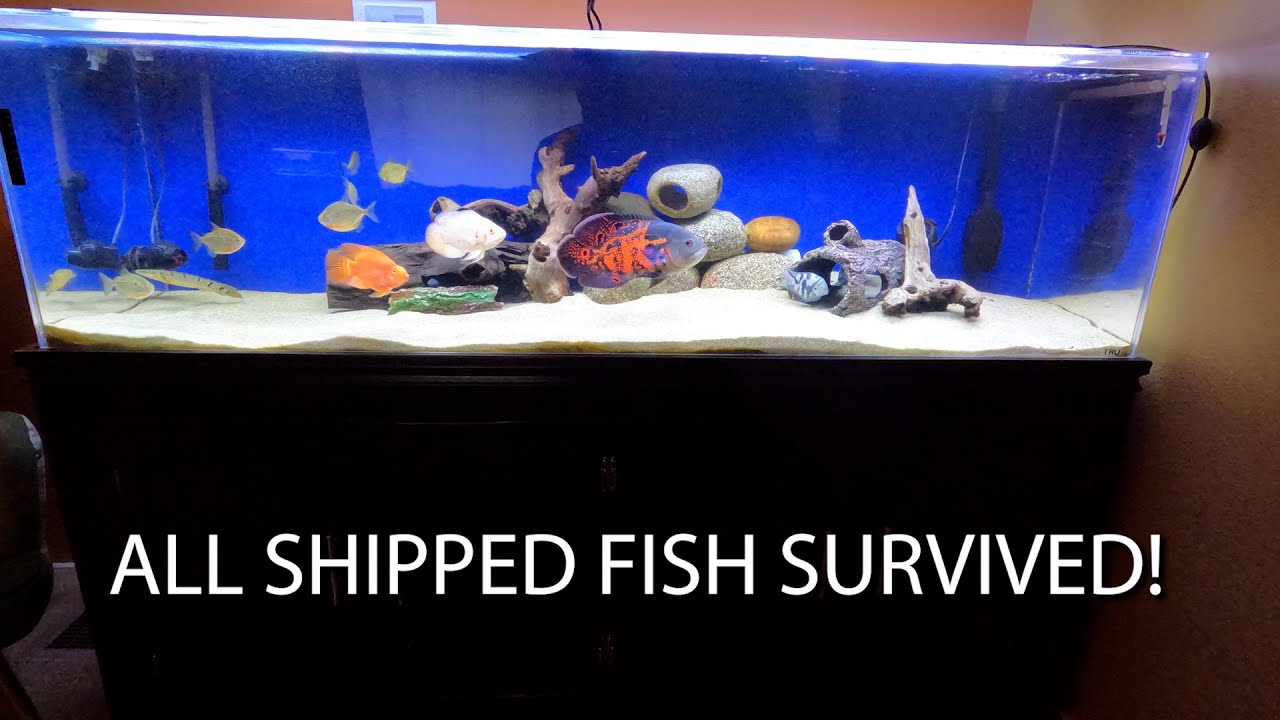 New Fish For the 125 Gallon Tank. Bichirs and a Ghostknife