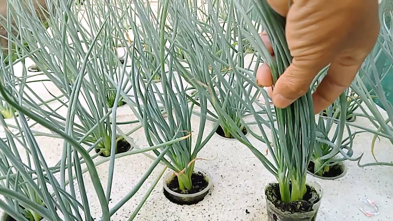 Master Hydroponic Farmer Shares Top Spring Onion Propagation Techniques!