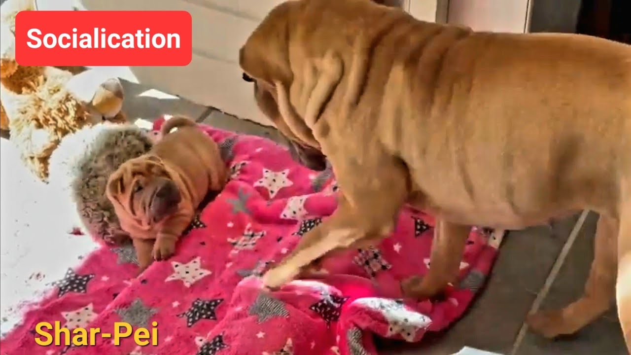 Training in confident and calm play by the adult Shar-Pei female Joya (Netherlands)