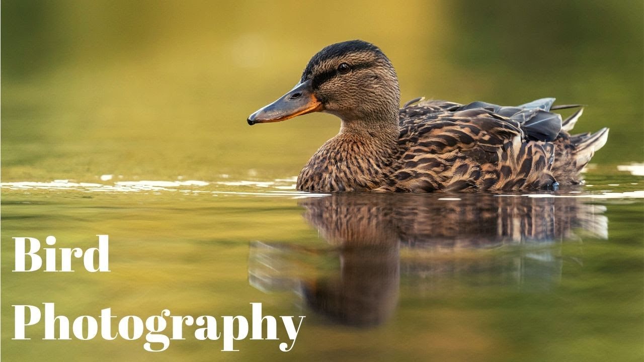 Bird Photography with Paul Miguel | Canon 500mm f/4 vs. Canon 100-400mm f/4.5-5.6