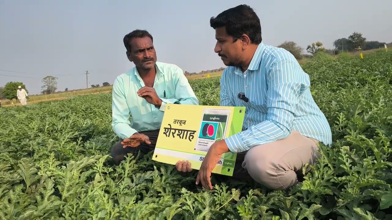 Syngenta New watermelon Shershah 🍉🍉🍉