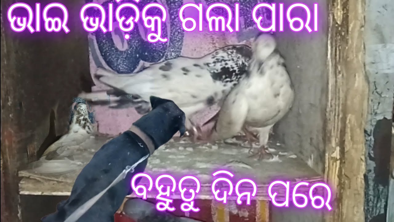 ||ବହୁତୁ ଦିନ ପାରେ ଭାଇ ଭାଡିରେ ପାରା||ମିନି zoo||odisha||@JAPUARABPETVLOG @petlovernarayan #viral #dog 
