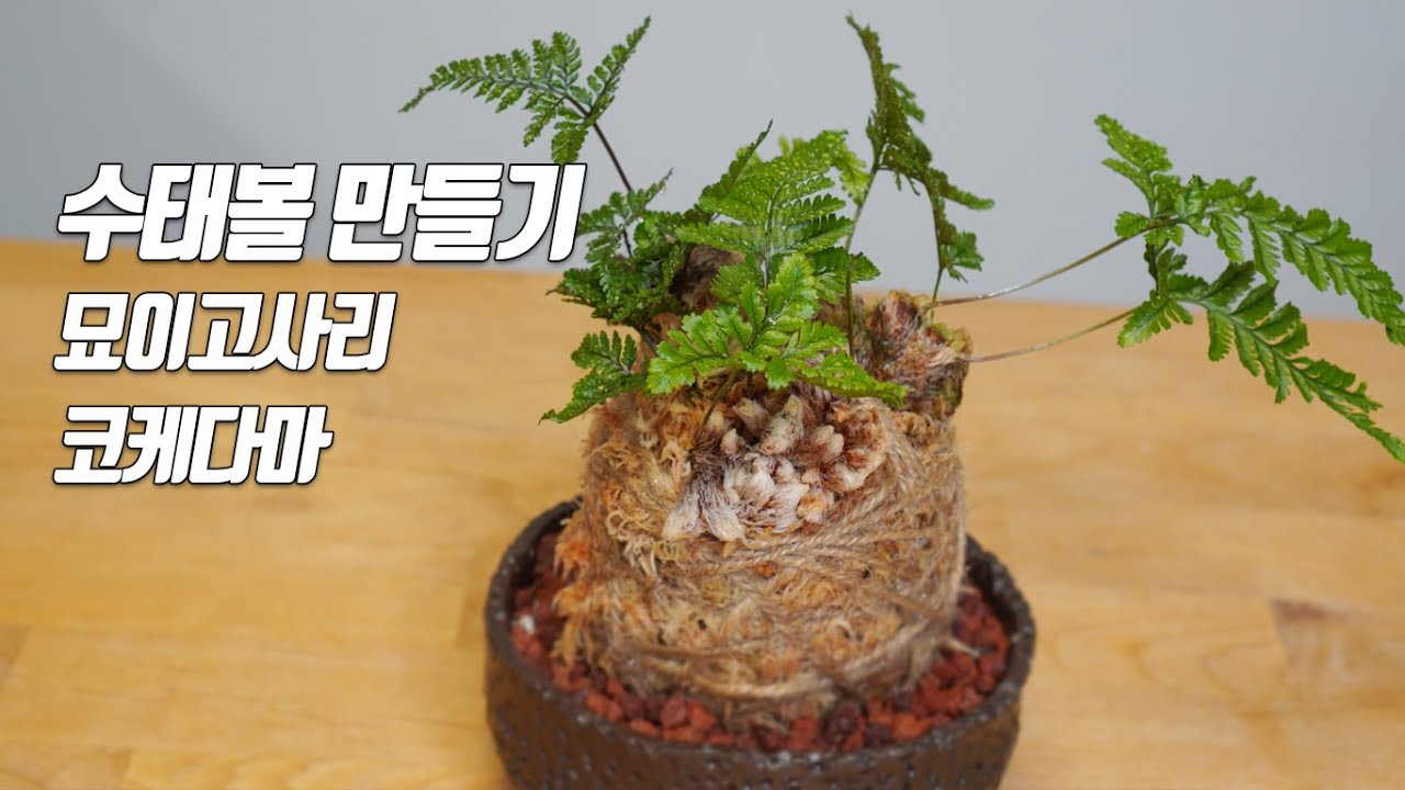 고사리 잘키우기-수태볼, 묘이고사리, 이끼볼, 코케다마 - 홈가드닝 아파트정원 HomeGardening