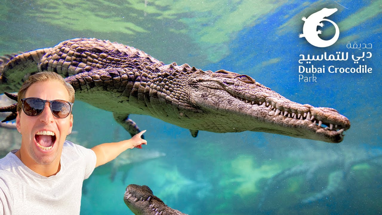 I was the First Guest At Dubai Crocodile Park!