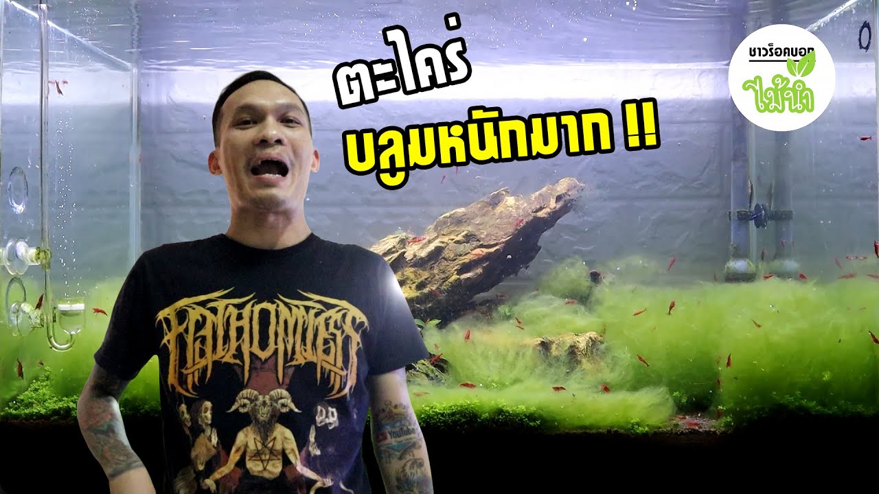 จะเป็นอย่างไร? ถ้าตะไคร่บลูมเต็มทั้งตู้ (Algae Bloom) | ชาวร็อคบอกไม้น้ำ