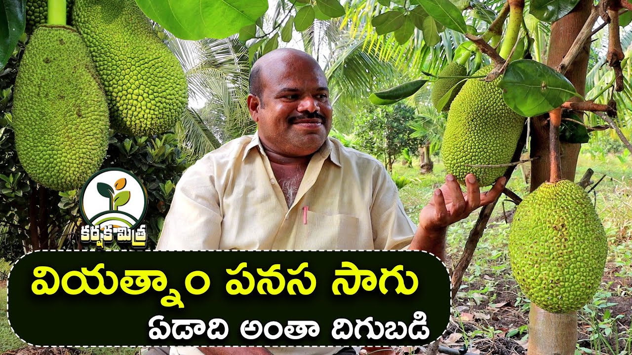 వియత్నాం పనసతో ఏడాది అంతా దిగుబడి || Year Round Income with Vietnam Jackfruit || Karshaka Mitra